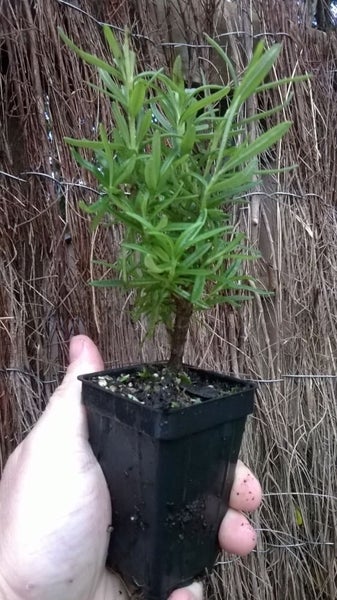 Rosemary Tuscan Blue Carousel 3