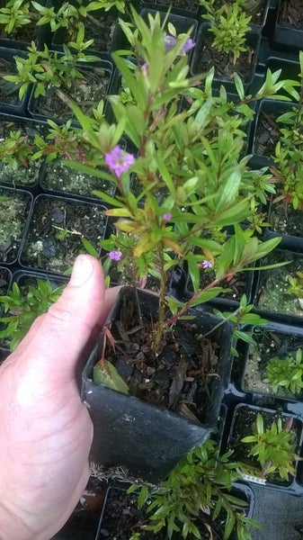 Cuphea Purple- Large (10cm pots) Carousel 1