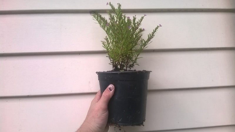 Cuphea Purple- Large (10cm pots) Carousel 2