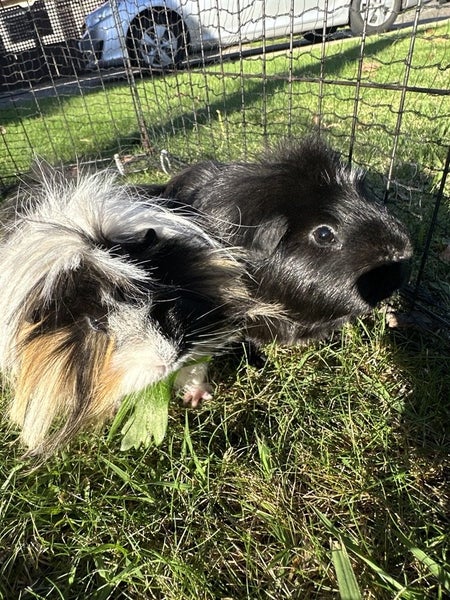 2 x male guinea pigs for adoption/sale Carousel 1