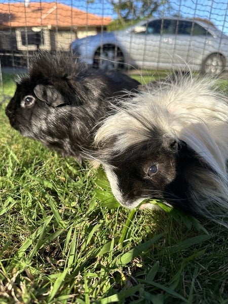 2 x male guinea pigs for adoption/sale Carousel 2