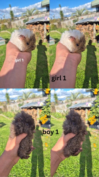 Baby Guinea Pigs Carousel 1