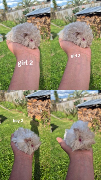 Baby Guinea Pigs Carousel 2