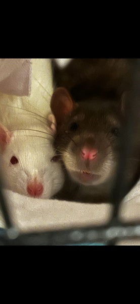 2 Young Male Rats + cage + food + toys Carousel 2
