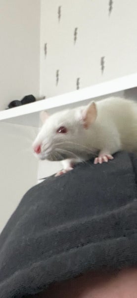 2 Young Male Rats + cage + food + toys Carousel 6