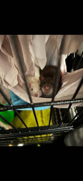 2 Young Male Rats + cage + food + toys Carousel 1