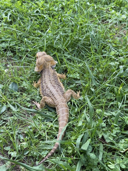 Bearded dragon lizard plus accessories Carousel 3