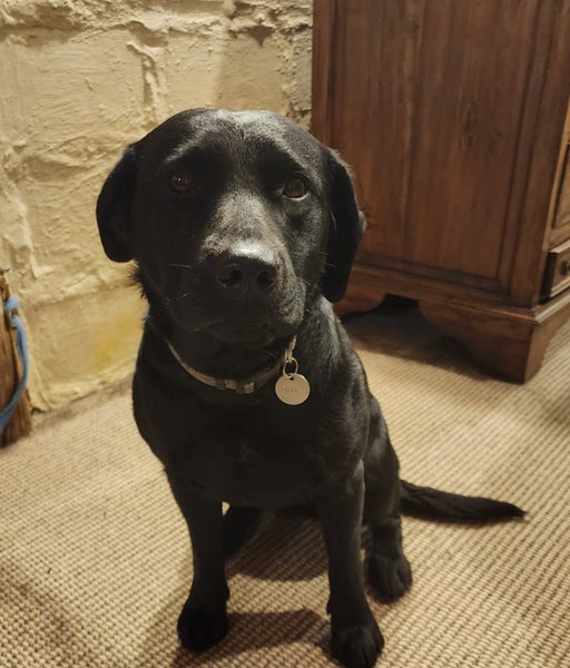 Black Labrador needs new home Carousel 1
