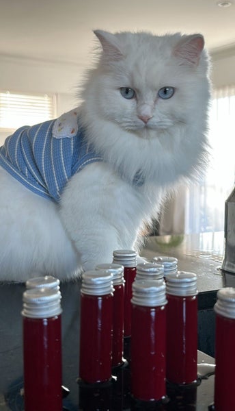 Pure White Ragdoll Kittens – 5 Weeks Old – Females Carousel 6