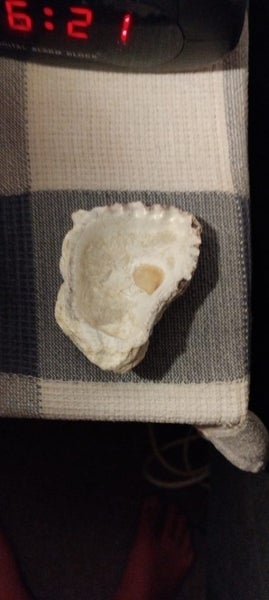 Fossilized Oyster from New Zealand Carousel 1