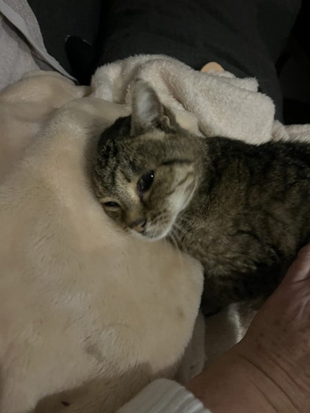FOUND-Elderly tabby cat Carousel 1