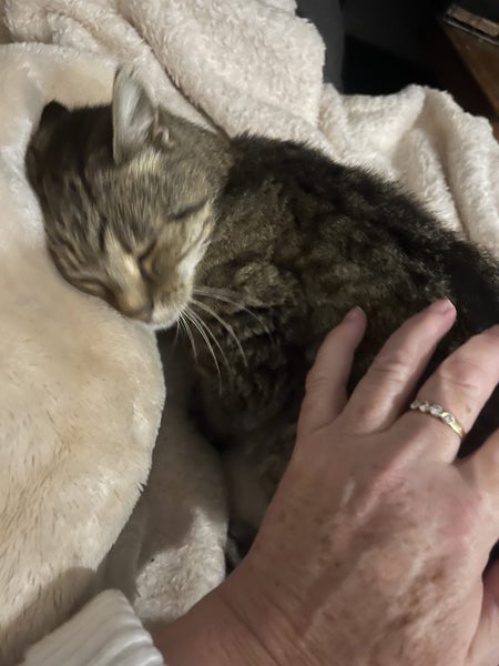 FOUND-Elderly tabby cat Carousel 2