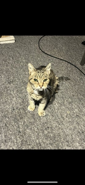 FOUND-Elderly tabby cat Carousel 4