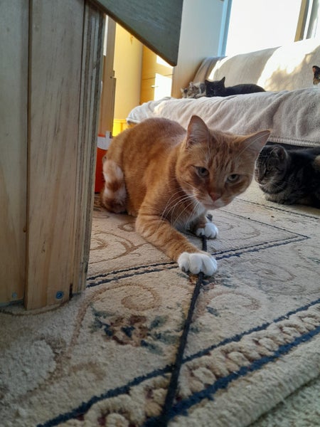 Brave Paws Cat Rescue - Cat - Buddy Carousel 6