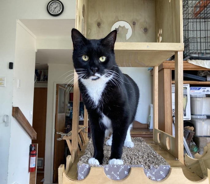 Brave Paws Cat Rescue - Cat - Timmy (ADHD) Carousel 1