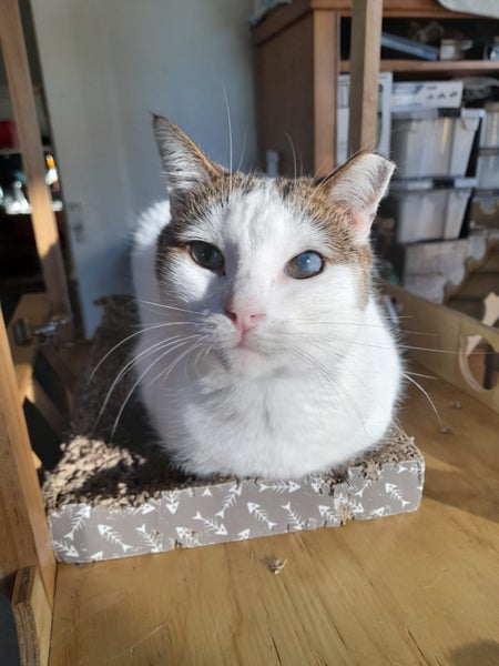 Brave Paws Cat Rescue - Cat - Eep! Carousel 1