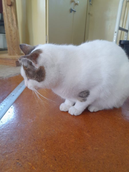 Brave Paws Cat Rescue - Cat - Eep! Carousel 10