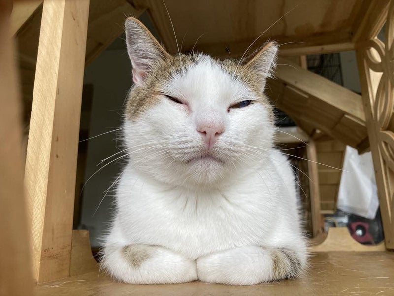 Brave Paws Cat Rescue - Cat - Eep! Carousel 2