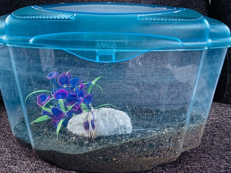 Fish tank with accessories and 4 goldfish Carousel 2