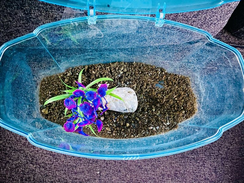 Fish tank with accessories and 4 goldfish Carousel 3