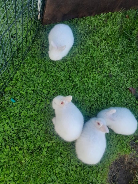 Baby bunnies mini lop cross nz white Carousel 2