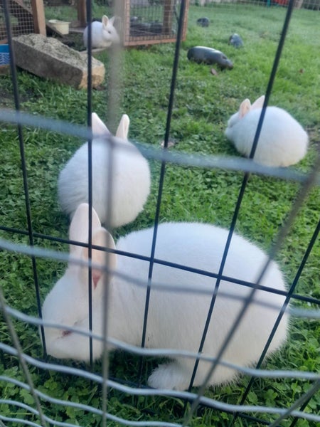 Baby bunnies mini lop cross nz white Carousel 1