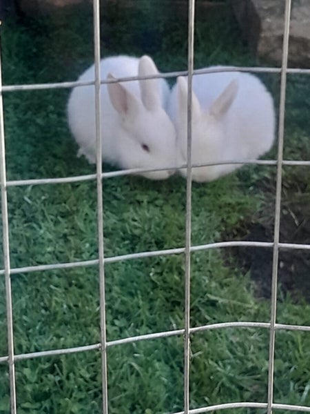 Baby bunnies mini lop cross nz white Carousel 3