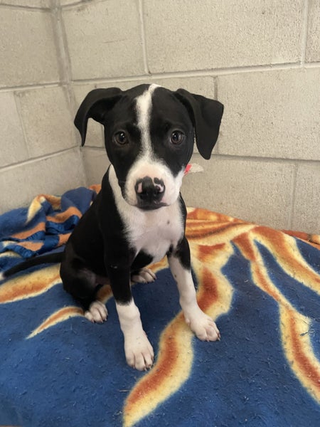 Rescue pups Carousel 1