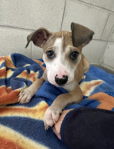 Rescue pups Carousel 2