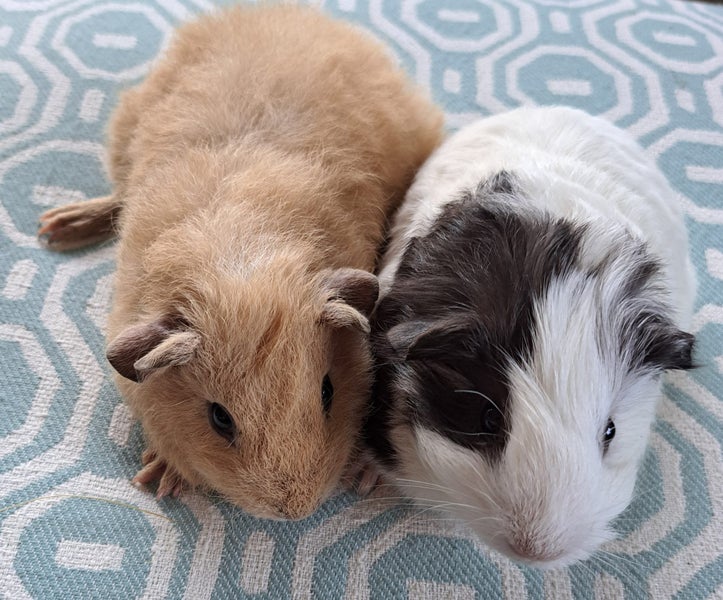 Lovely baby guinea pigs Carousel 1