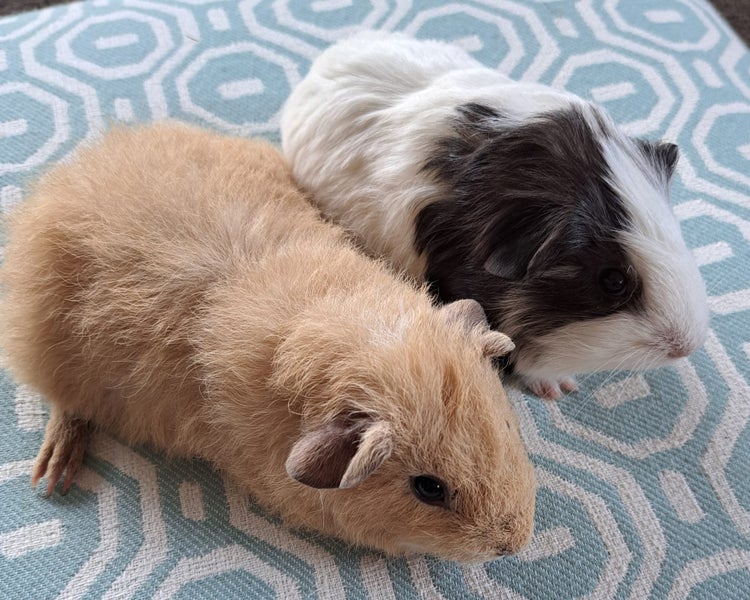 Lovely baby guinea pigs Carousel 2