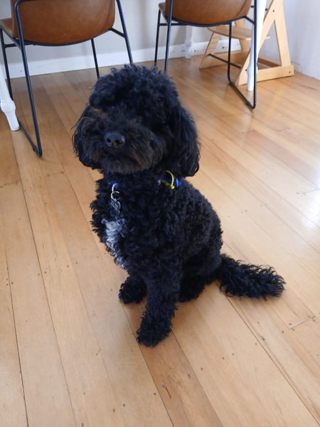 5 year old cavoodle for adoption Carousel 1