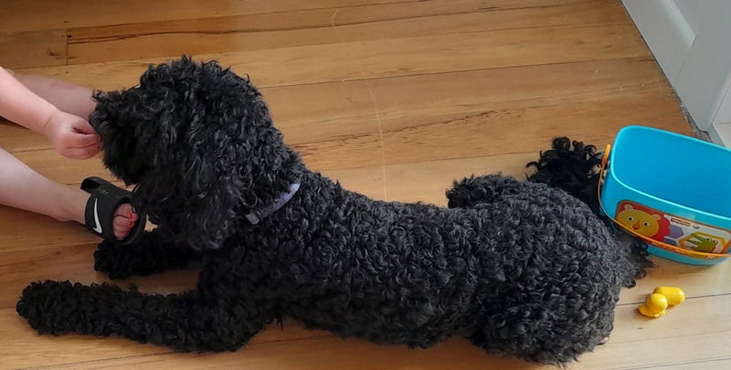 5 year old cavoodle for adoption Carousel 2
