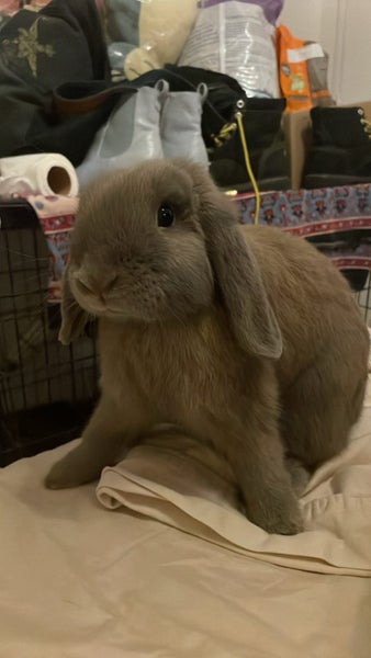 Free to good home Young mini lop rabbit Carousel 1