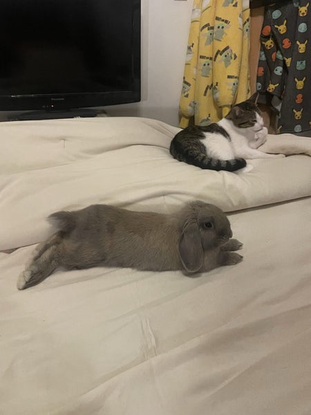 Free to good home Young mini lop rabbit Carousel 2