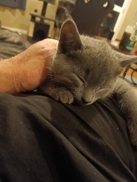 Kitten to adopt 9 weeks old Carousel 2