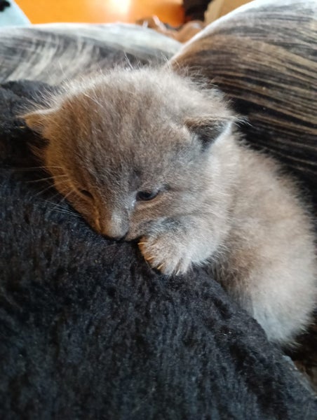 Kitten to adopt 9 weeks old Carousel 4
