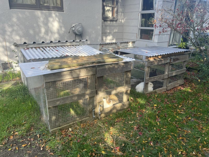 Rabbit breeding complete setup Carousel 1