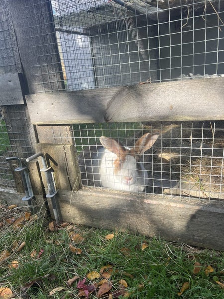 Rabbit breeding complete setup Carousel 2