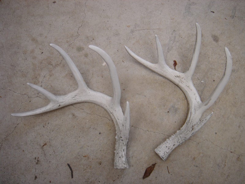 Deer Antlers Carousel 1