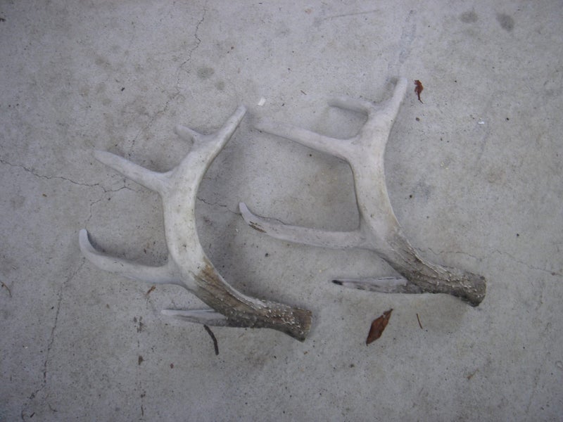 Deer Antlers Carousel 2