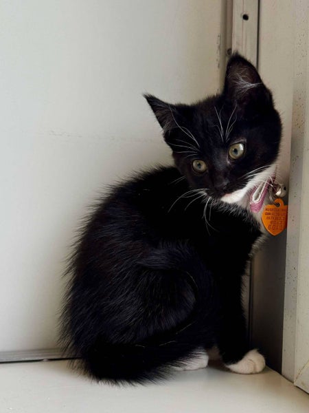 CAT RESCUE CHCH - Ready For Adoption Cheryl Carousel 2