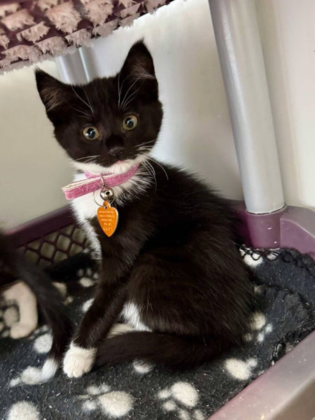 CAT RESCUE CHCH - Ready For Adoption Cheryl Carousel 1
