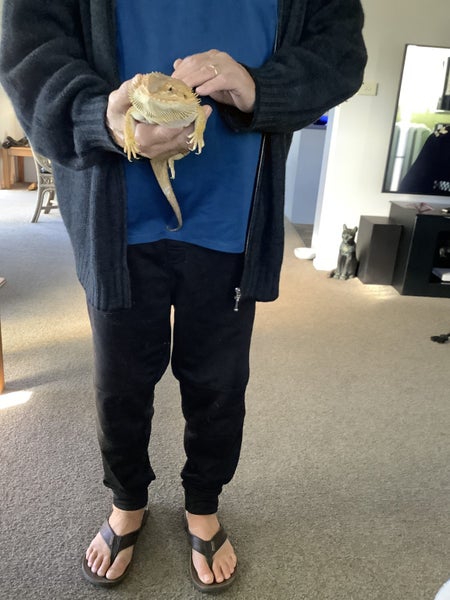 BEARDED DRAGON & accessories Carousel 9