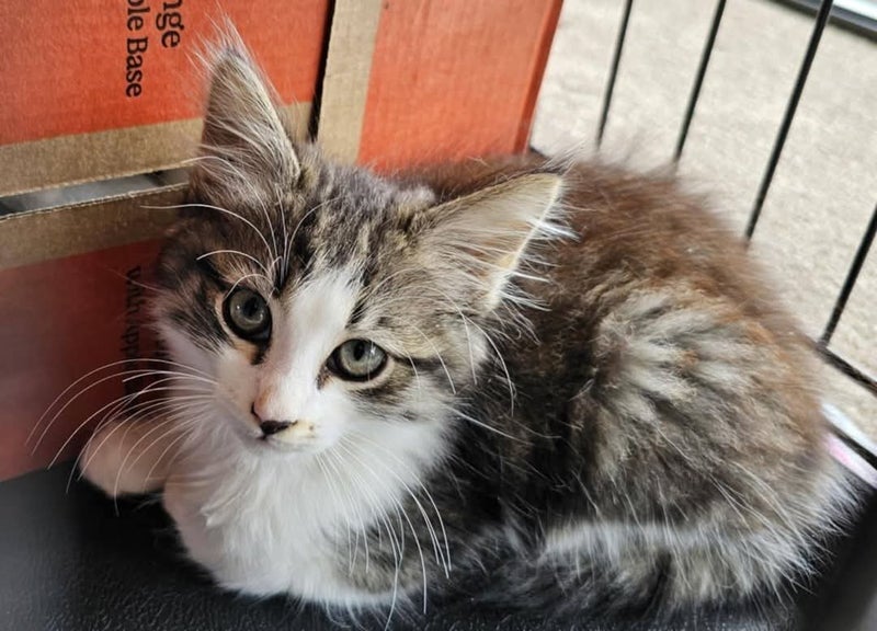 Jack - Wcc Rescue Kitten Carousel 2