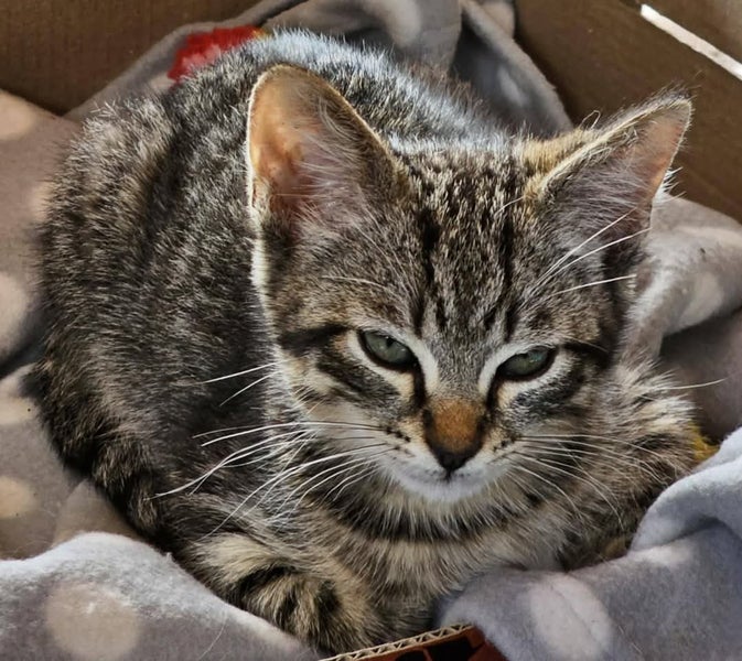 Lee - Wcc Rescue Kitten Carousel 1