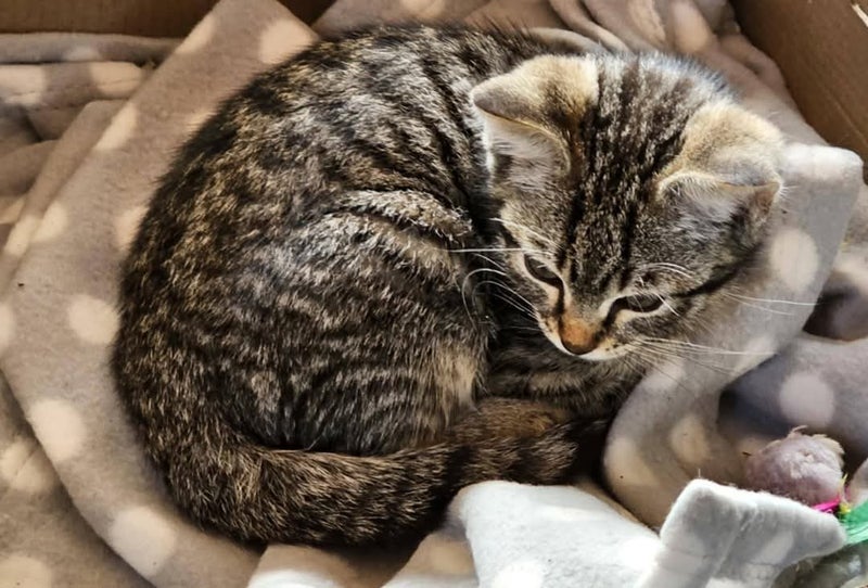 Lee - Wcc Rescue Kitten Carousel 4