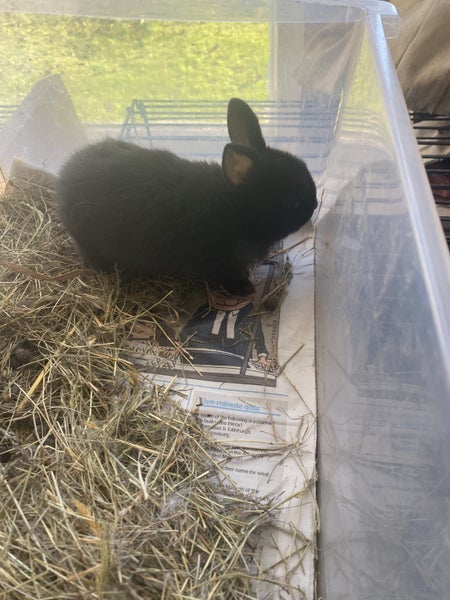 Minilop x Netherland dwarf x jersey wooly Rabbits Carousel 1