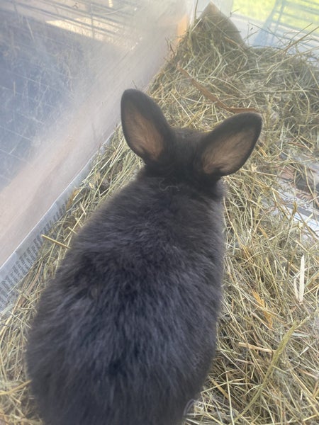 Minilop x Netherland dwarf x jersey wooly Rabbits Carousel 2