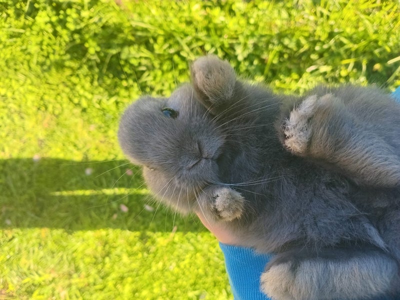 Mini Lop & Netherland dwarf Rabbits Carousel 2